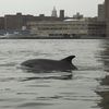 Photos, Videos: There Are Two Dolphins In The East River